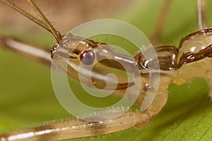 Assassin Bug portrait