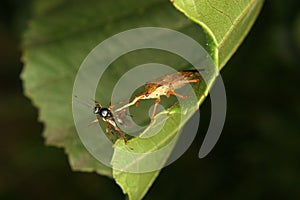 Assassin bug (Reduviidae)