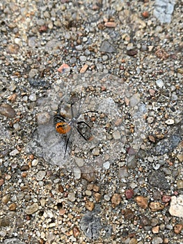 Assassin Bug or reduviidae closeup on gravel