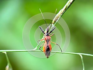 Assassin bug (Reduviidae