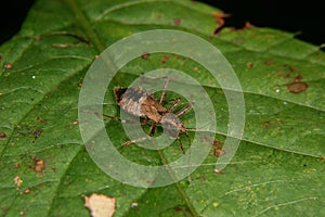 Assassin bug (Rhinocoris annulatus)