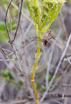 An Assassin Bug