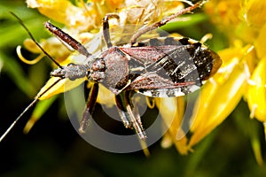 Assassin Bug (Rhynocoris cuspidatus)