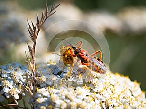 Assassin bug Rhynocoris iracundus with prey