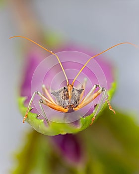 An assassin bug sitting on a leaf and looking for its next insect meal