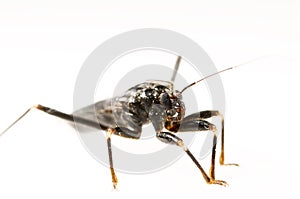 Assassin bug in white