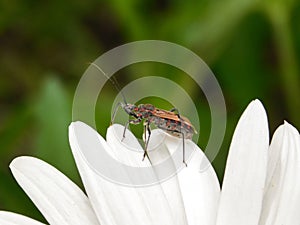 Assassin bug on white daisy petals.