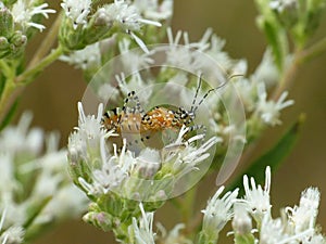 Assassin Bug in White Flower Cluster