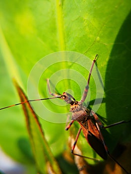 Assassin bugs are cunning killers, specialize in trickery to capture a meal.