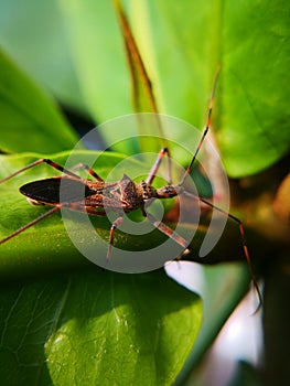 Assassin bugs are cunning killers, specialize in trickery to capture a meal.