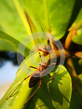 Assassin bugs are cunning killers, specialize in trickery to capture a meal.