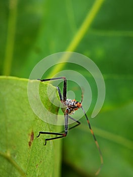 Assassin bugs are cunning killers, specialize in trickery to capture a meal.