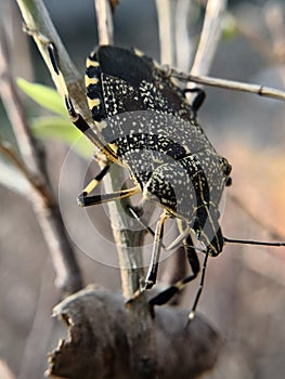 Assassin bugs are cunning killers, specialize in trickery to capture a meal.