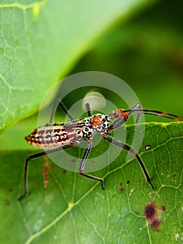 Assassin bugs are cunning killers, specialize in trickery to capture a meal.