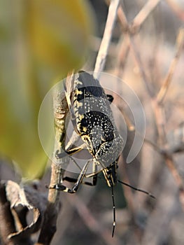 Assassin bugs are cunning killers, specialize in trickery to capture a meal. Copy space.