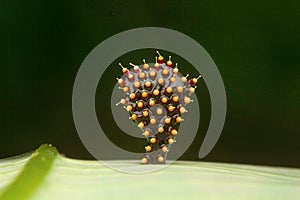 Assassin bugs eggs, Aarey Milk Colony , INDIA