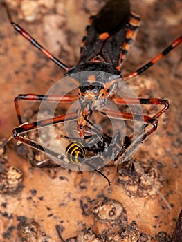 Assassin Bugs preying on a wasp