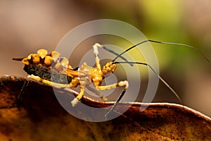 Assassin bugs, The Reduviidae sp., Analamazaotra National Park, Madagascar wildlife