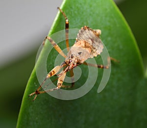 Assassin bugs to hide in the plant