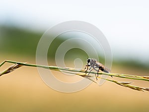 Assassin fly Asilidae sp., robber fly on grass