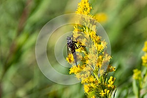 Assassin fly on flower