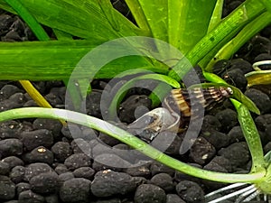 Assassin snail in planted aquarium
