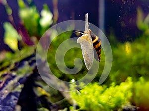 Assassin snail in tropical nano tank sliding up the glass photo