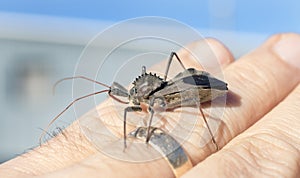 Assassin Wheel Bug Arilus crawling on fingers, Georgia