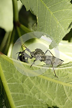 An Assassin Wheel Bug Eating a Japanese Beetle photo