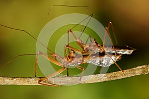 Assassing bug mating macro