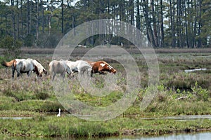 Assateague Island National Seashore Wild Ponies Grazing in a Marsh