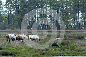 Assateague Island Wild Ponies Grazing in a Marsh