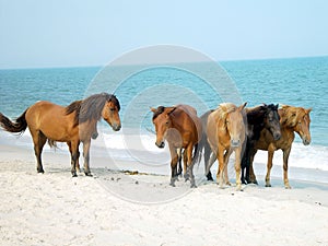 Assateague Ponies