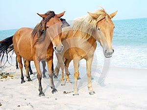 Assateague Ponies