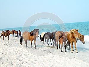 Assateague Ponies