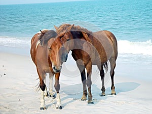 Assateague Ponies