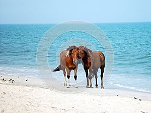 Assateague Ponies