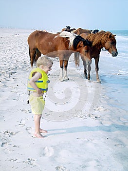 Assateague Ponies & Young Boy