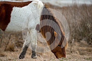 An Assateague wild horse in Maryland