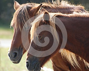 Assateague Wild Ponies