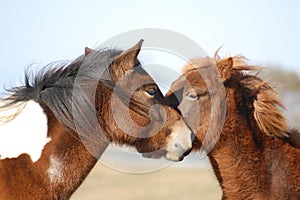 Assateague Wild Ponies