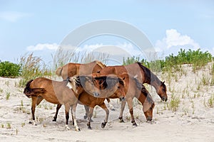 Divoký poníky na pláž 