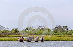 Assateague Wild Ponies Crossing Bay