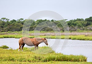 Assateague Wild Pony