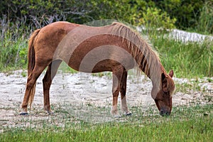 Assateague Wild Pony