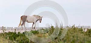 Assateague Wild Pony on the Beach