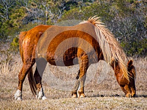 Assateague Wild Pony Grazing, Full Frame, Assateague Island National Seashore