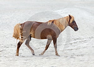 Assateague Wild Pony