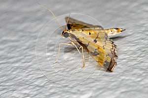 Assembly Moth photo