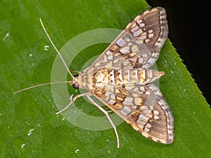 Assembly Moth photo